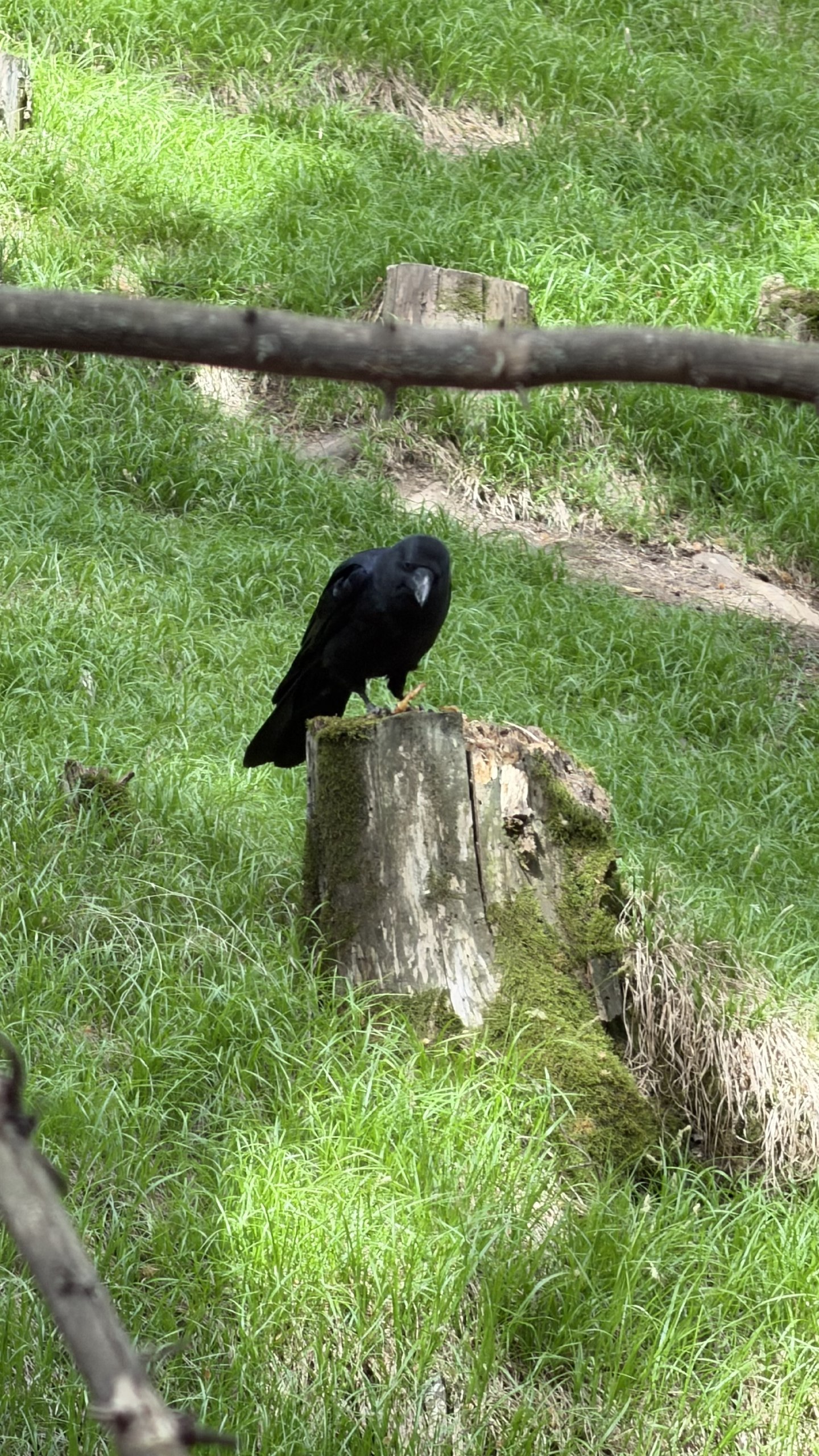 IMG_1690.jpeg