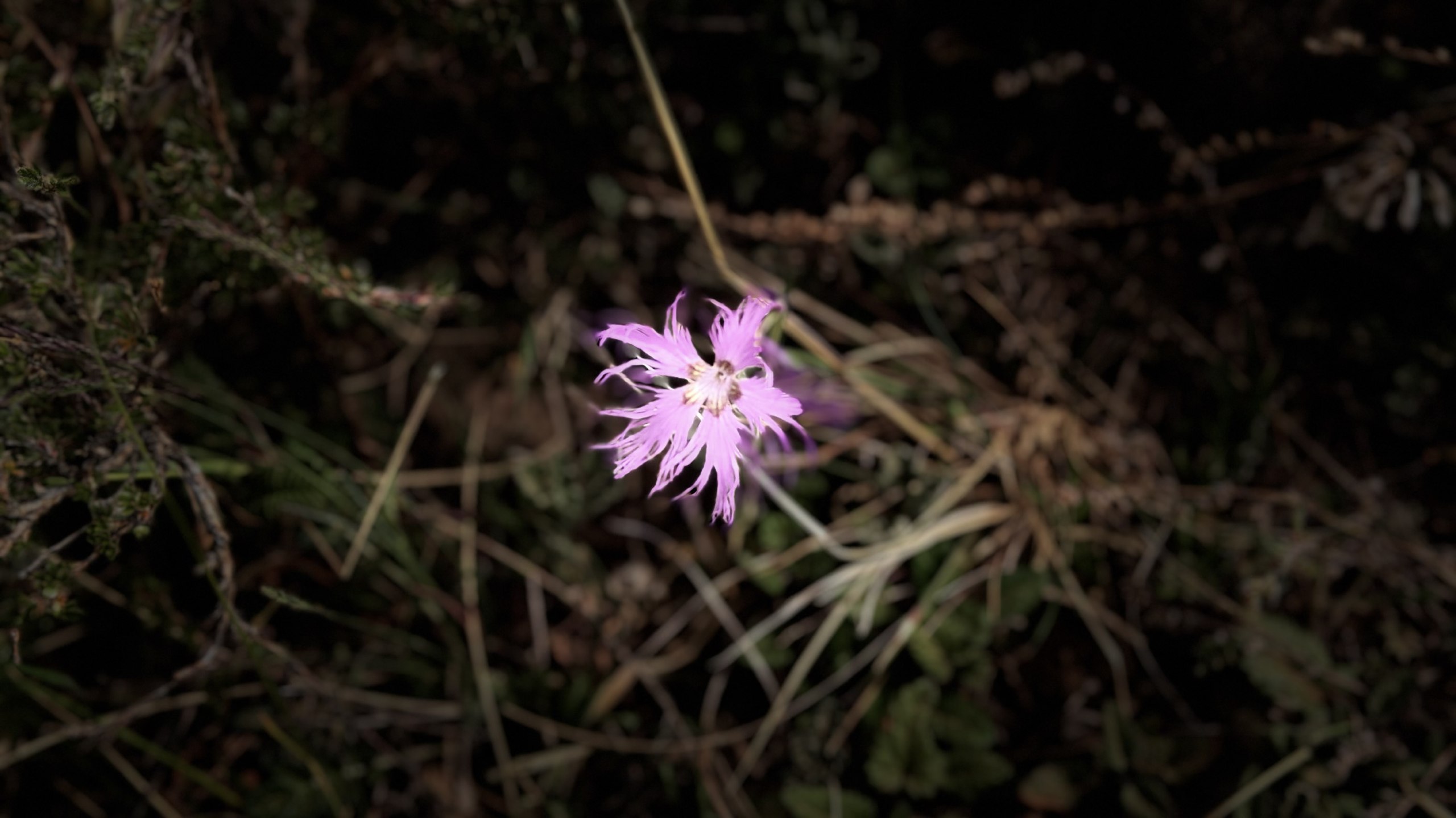 IMG_1735.jpeg