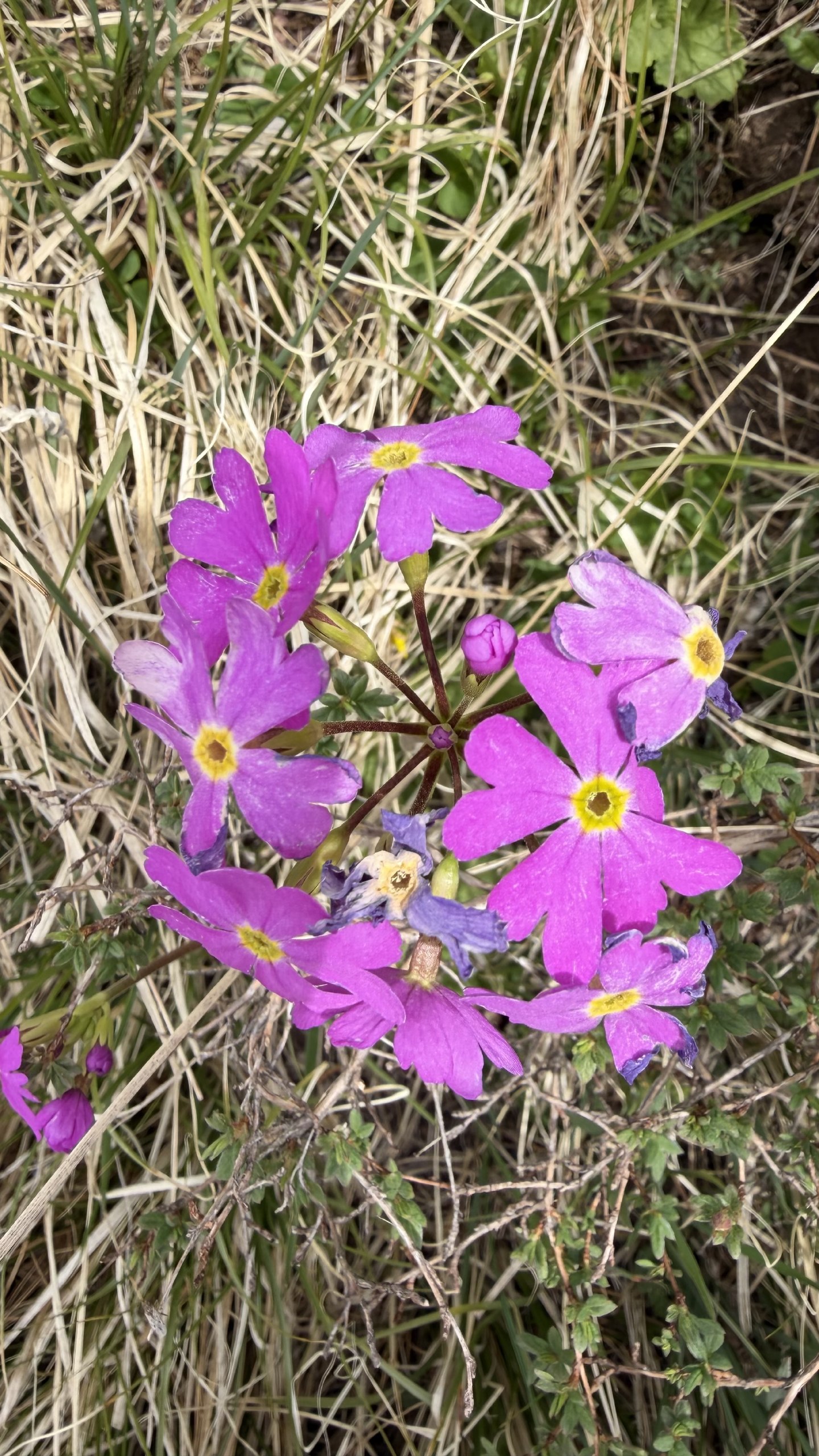 IMG_1902.jpeg