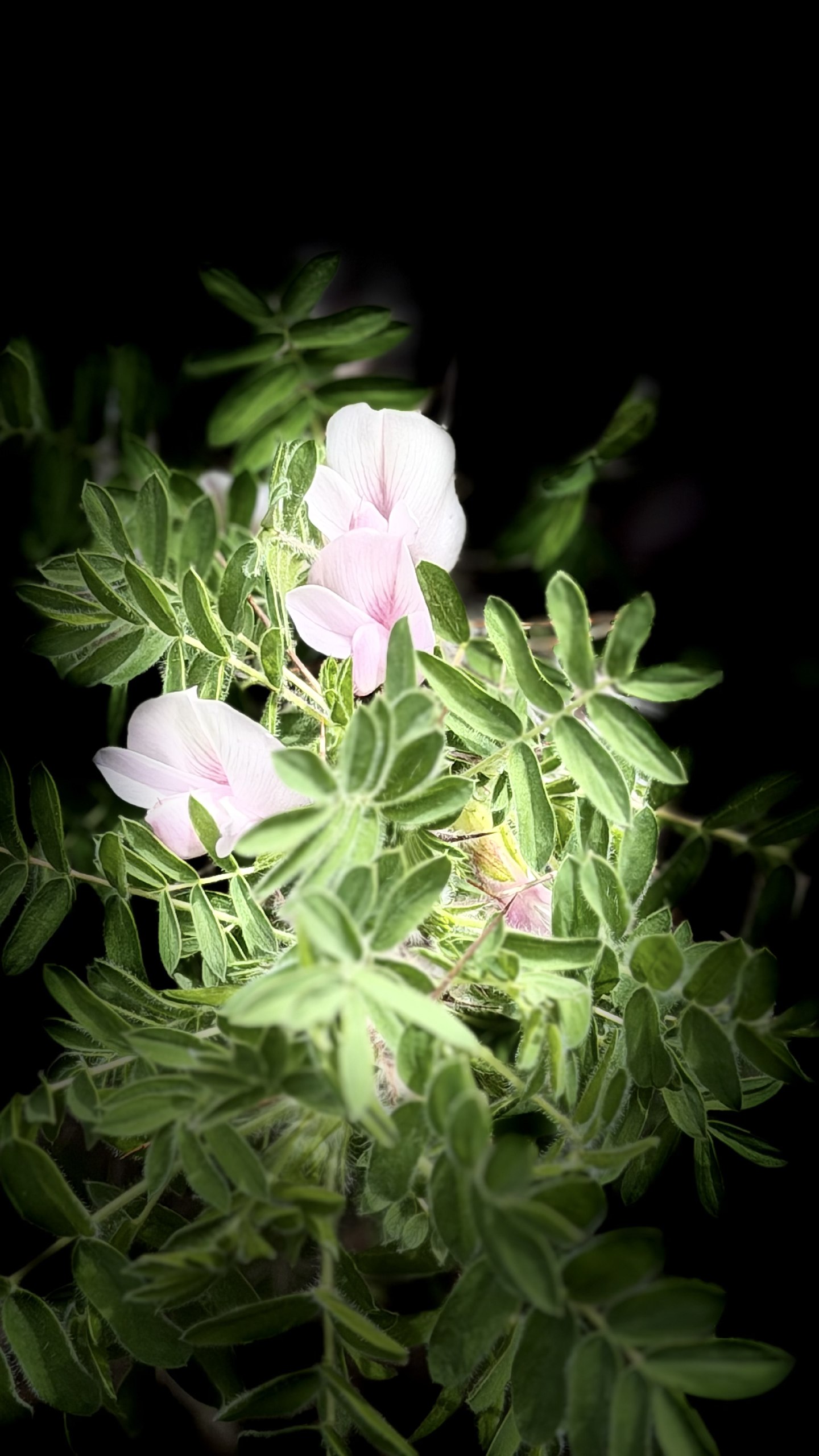 IMG_1912.jpeg